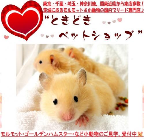 ハムスター ゴールデンハムスター(キンクマ、長毛&サテン)の写真3