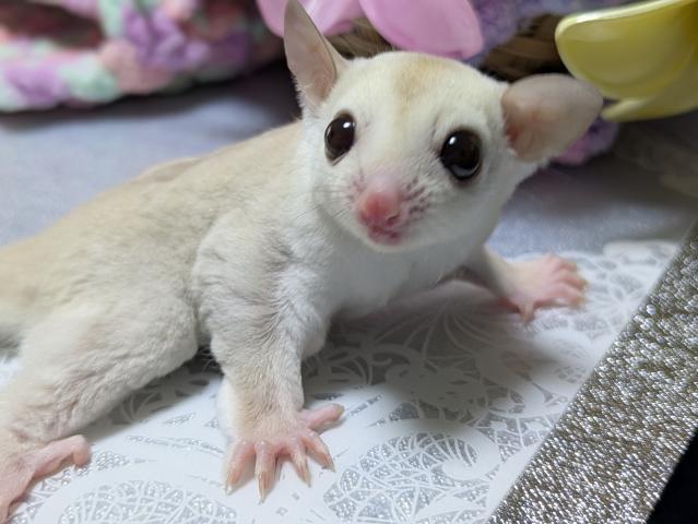 フクロモモンガ クリミノの写真6