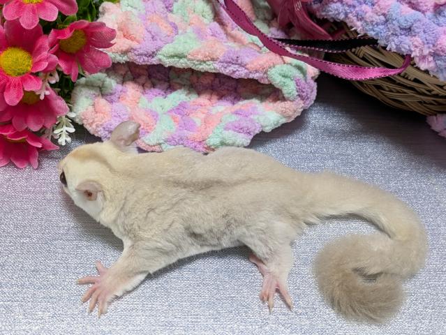 フクロモモンガ クリミノの写真5