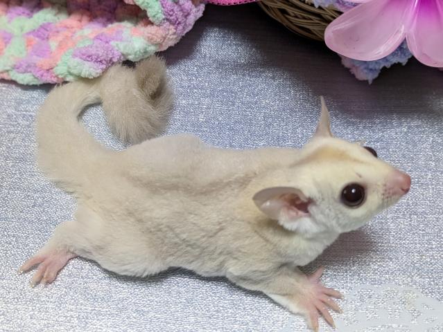 フクロモモンガ クリミノの写真4