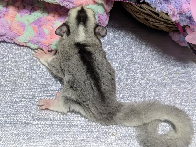 フクロモモンガ モザイクヘテロクリミノ（ホワイトフェイス）の写真6