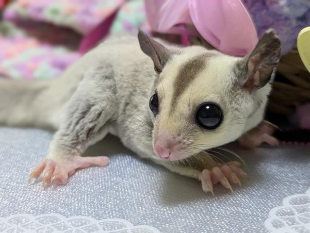 フクロモモンガ プラチナヘテロリューシ（ストロベリノ直子）の写真3