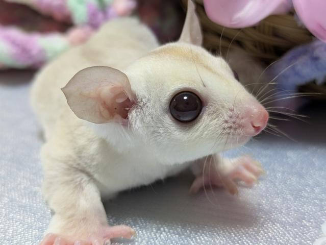 フクロモモンガ クリミノの写真3