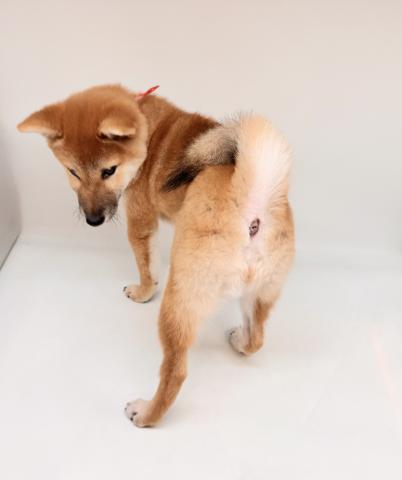 柴犬の写真3