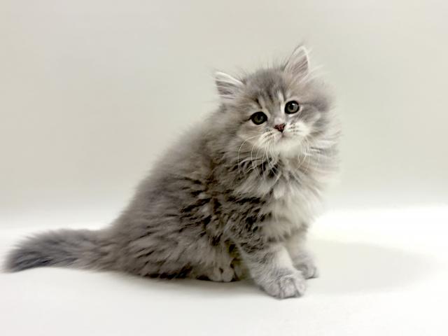 サイベリアン💕猫アレルギー有る方にお勧め猫種💕の写真4