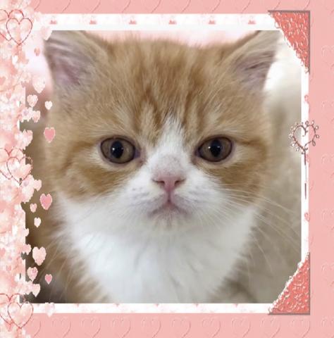 エキゾチックショートヘアー