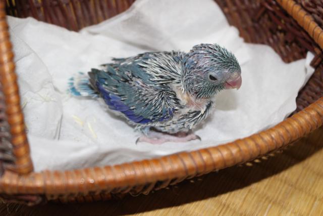 マメルリハインコ ブルーの写真5
