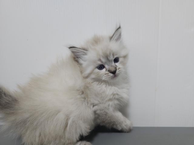 サイベリアン♡ルピくんの写真4