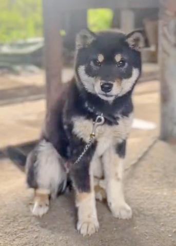 柴犬