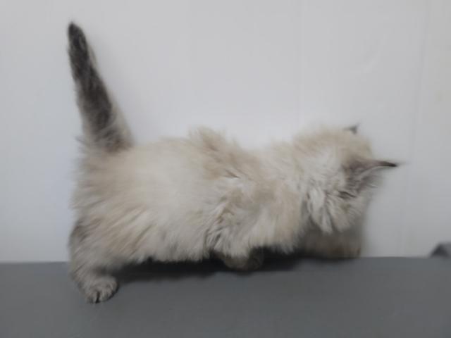 サイベリアン♡ルピくんの写真3