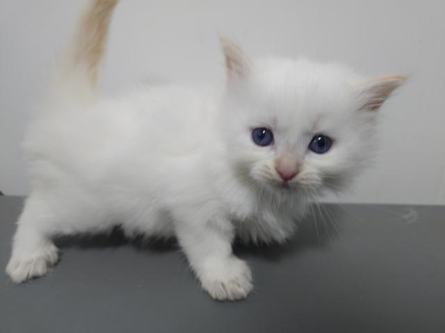 サイベリアン♡ネムくんの写真2