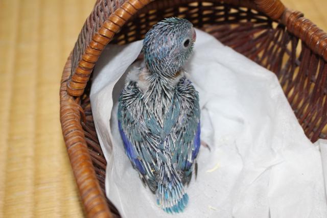 マメルリハインコ ブルーの写真3