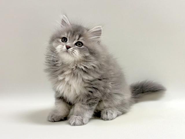 サイベリアン💕猫アレルギー有る方にお勧め猫種💕の写真2