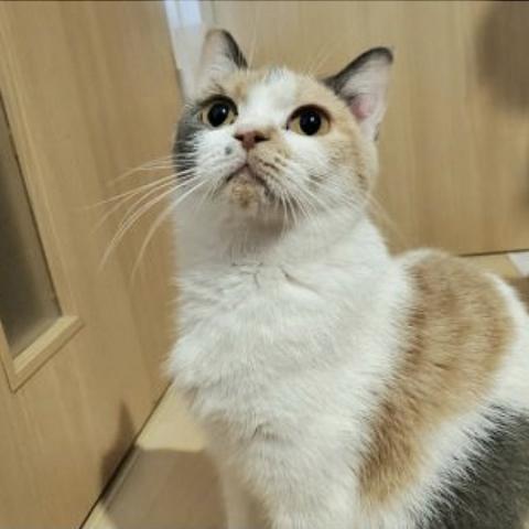 ブリティッシュショートヘア
