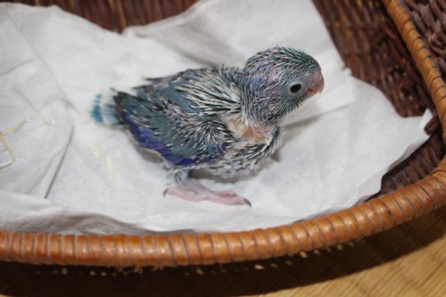 マメルリハインコ　ブルー