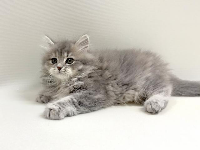 サイベリアン💕猫アレルギー有る方にお勧め猫種💕の写真3