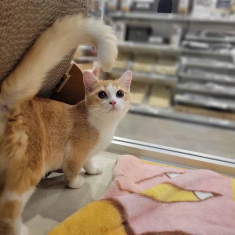 スコティッシュフォールドの写真4