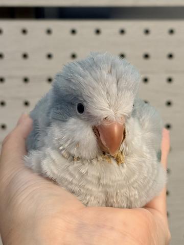 オキナインコの写真5