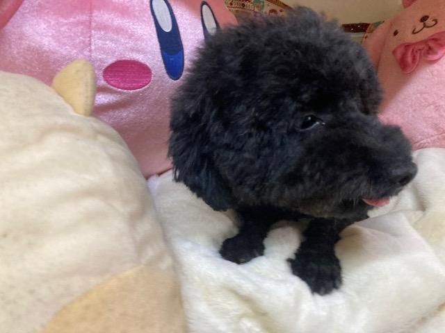 トイプードルの写真2