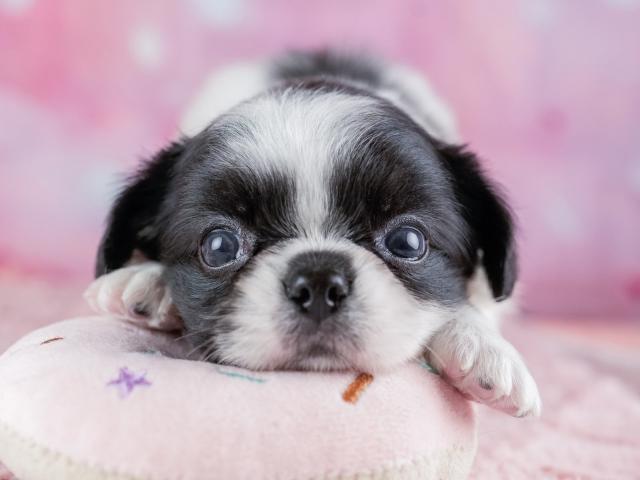 チワペキの写真3