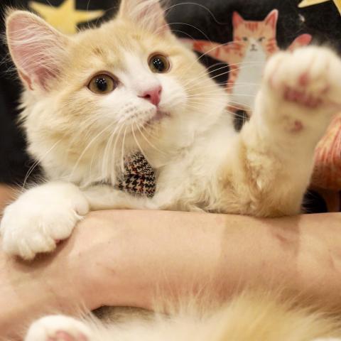 サイベリアンの写真5