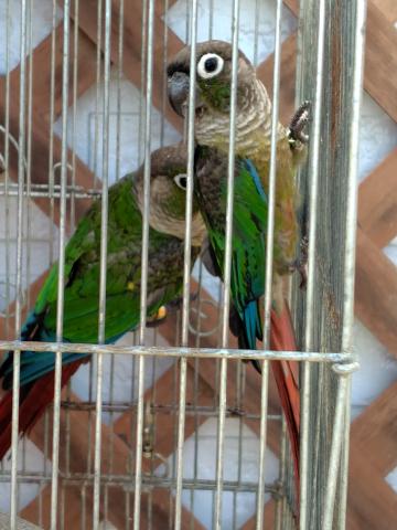 ウロコインコ