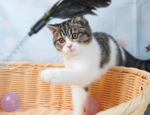 マンチカンの写真5