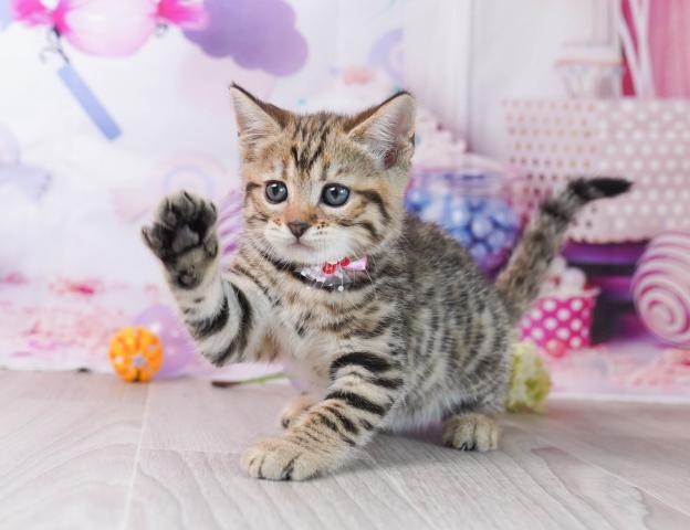 マンチカンの写真3