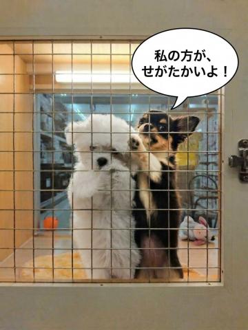 チワワ(ロングコート)の写真3