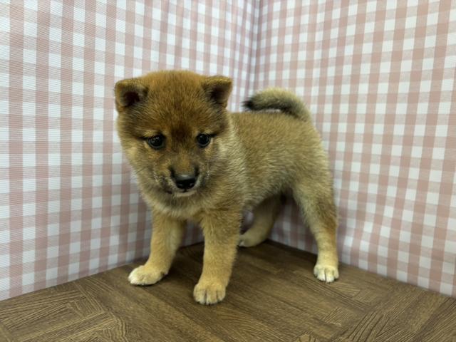 豆柴の写真2