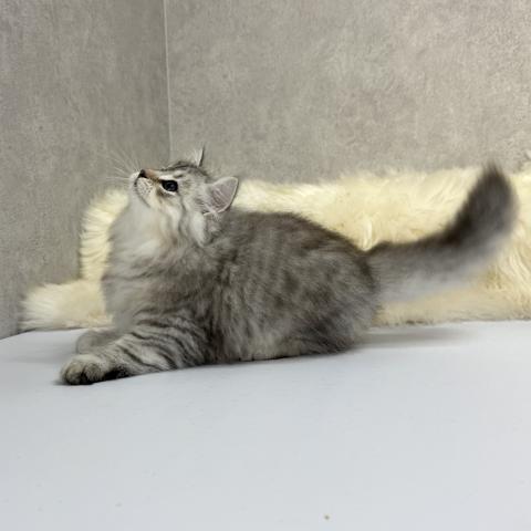 サイベリアンの写真4