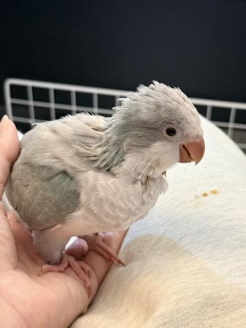 オキナインコの写真6