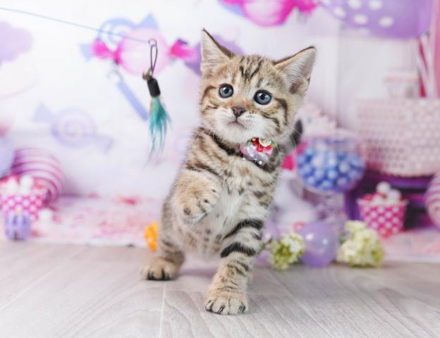 マンチカンの写真2
