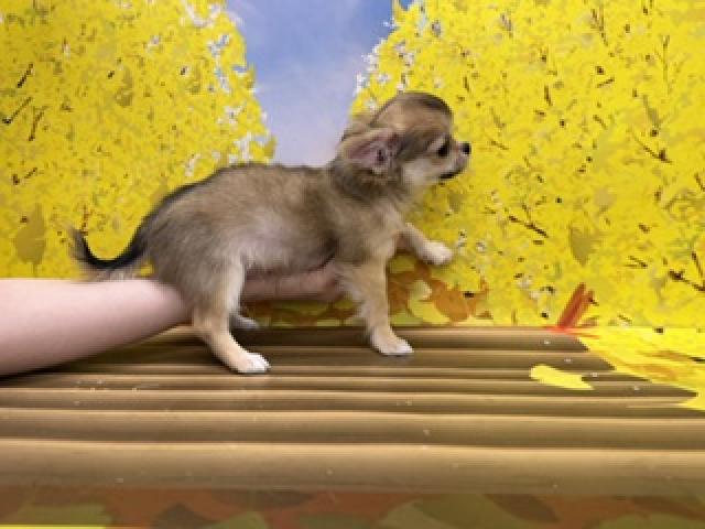 チワワ（ロングコート）の写真2