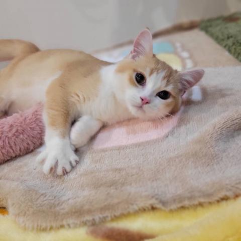 スコティッシュフォールドの写真6