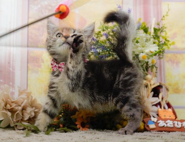 マンチカンの写真5