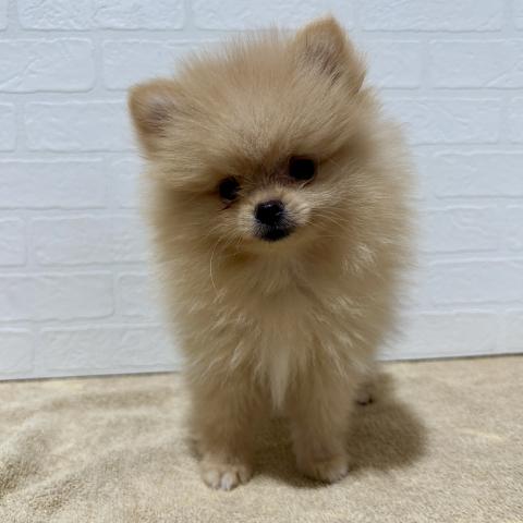 ポメラニアン