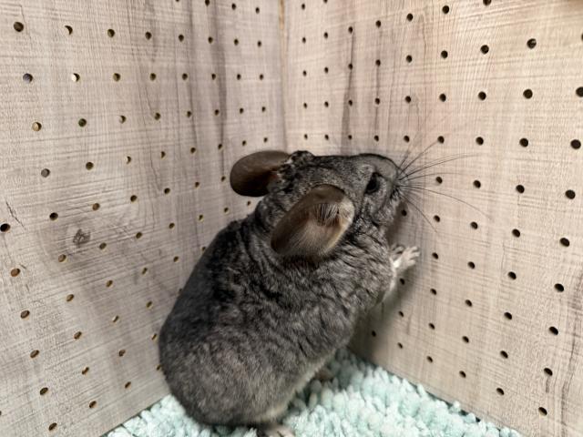 チンチラの写真2