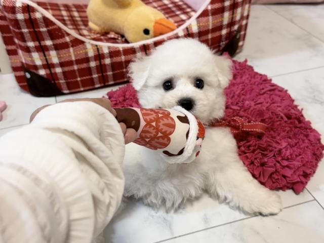 ビションフリーゼの写真3
