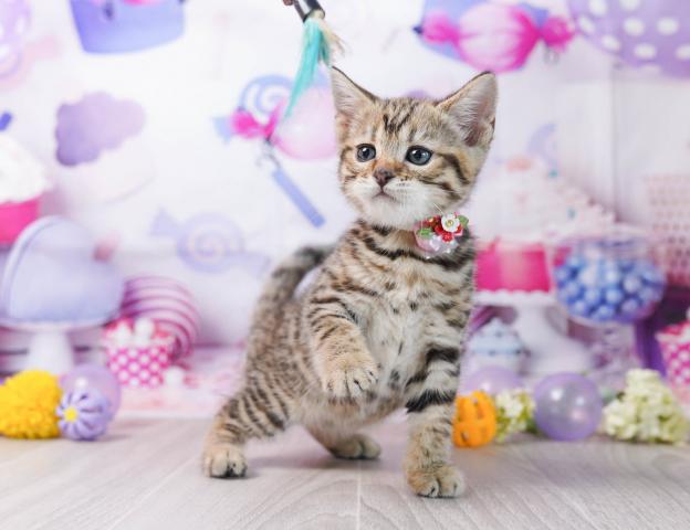 マンチカンの写真6