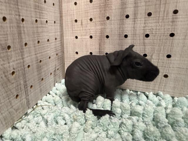 モルモット の写真4