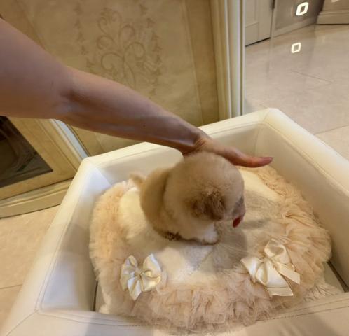 ビションプーの写真6