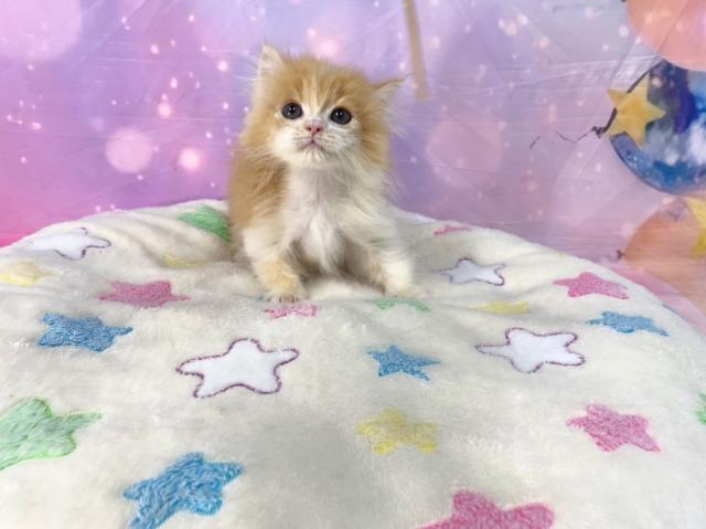 スコティッシュフォールドの写真5