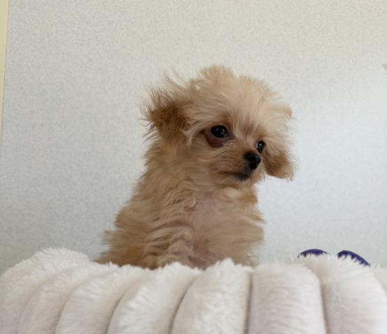 MIXチワプーの写真2