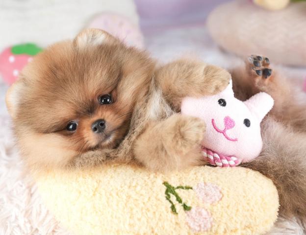ポメラニアンの写真6