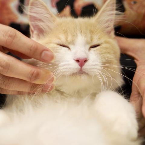 サイベリアンの写真6