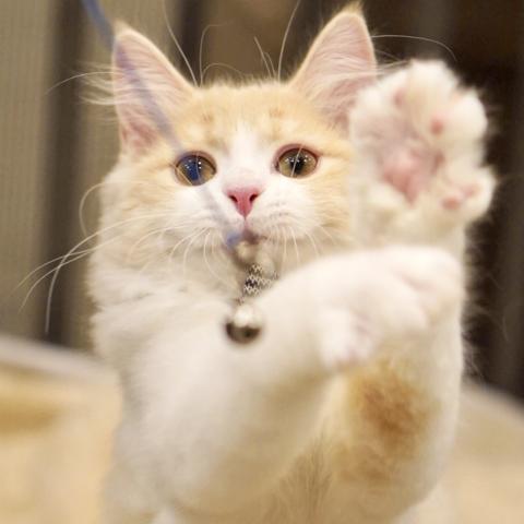 サイベリアンの写真3