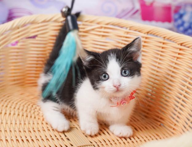 マンチカンの写真6