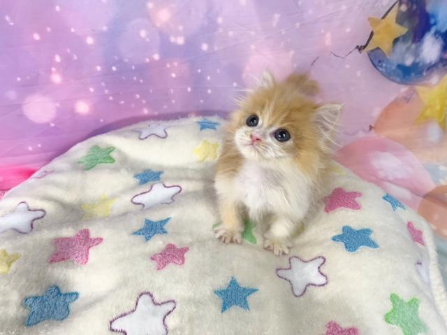 スコティッシュフォールドの写真3