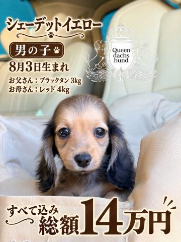 ミニチュアダックスフンド